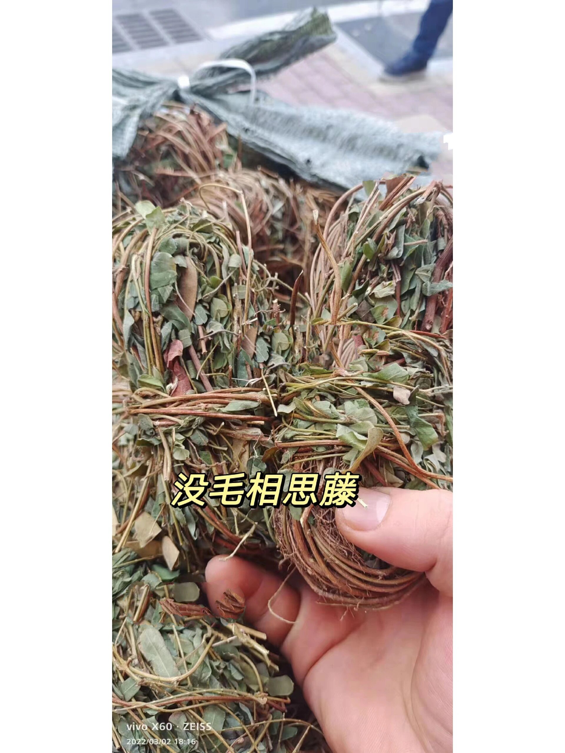 真假鸡骨草图片