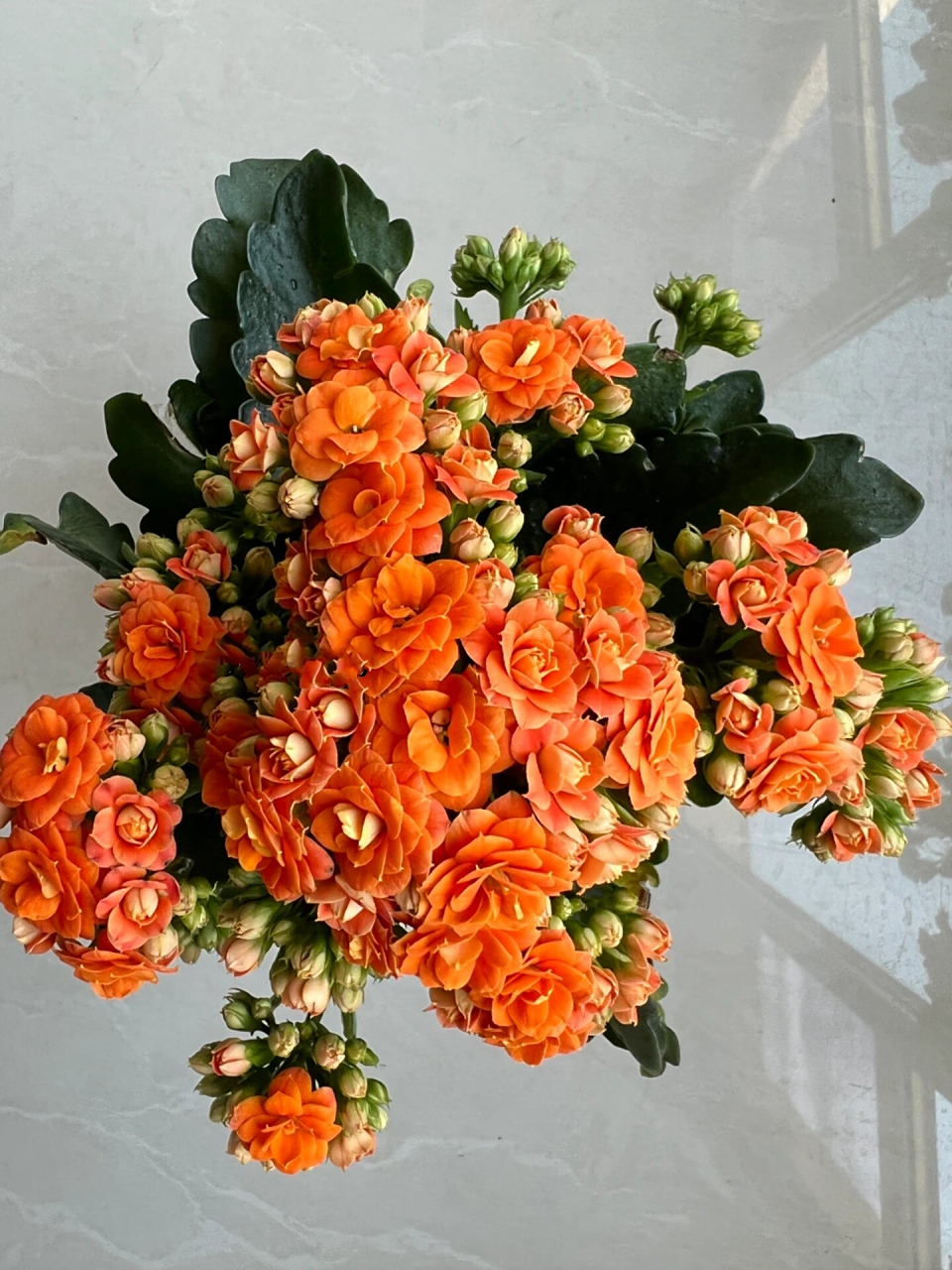 艾格尼斯——喜爱橙色系的长寿花党看过来~ 长寿花橙色重瓣漂亮极了