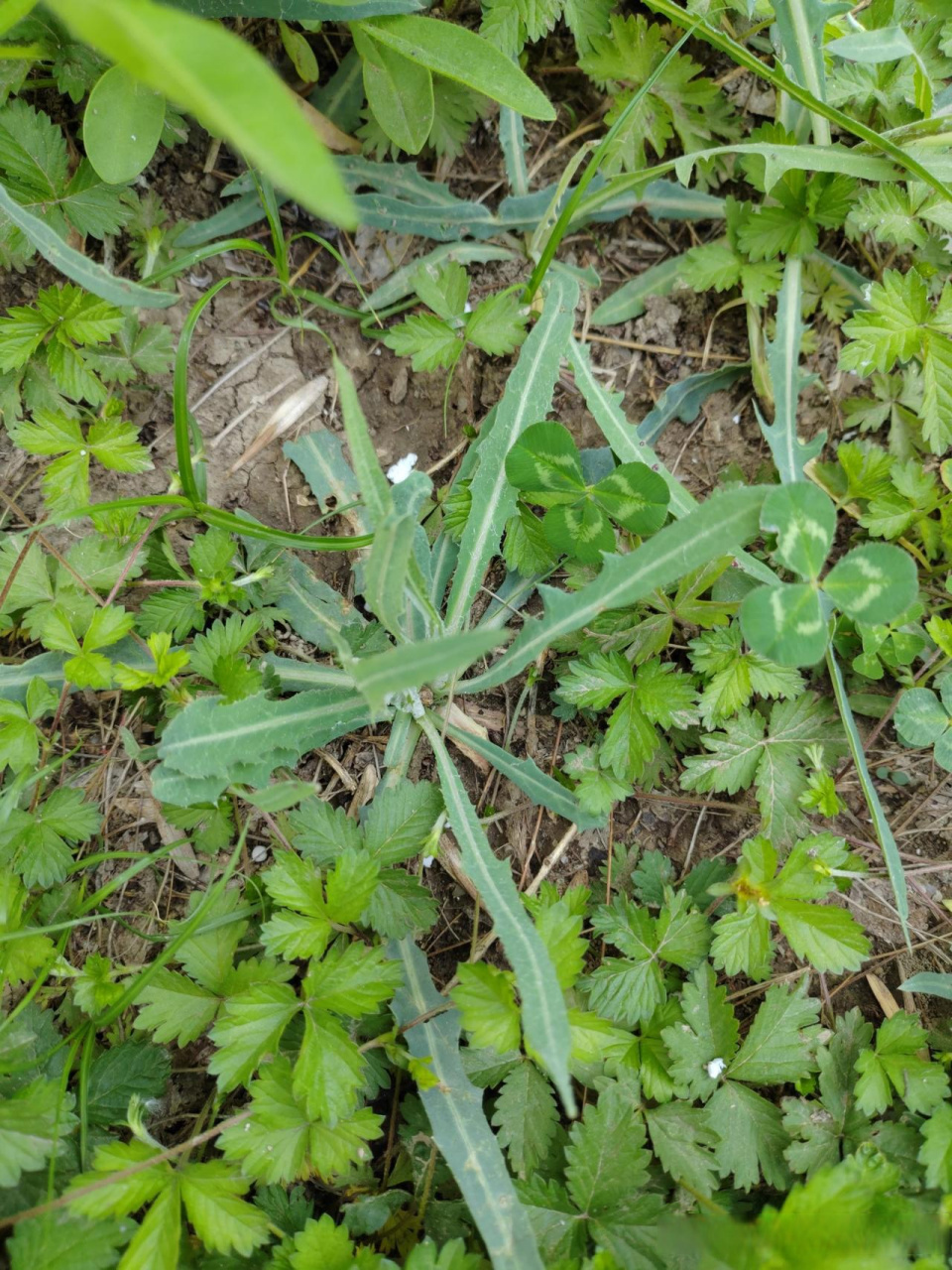 北方野菜种类图片