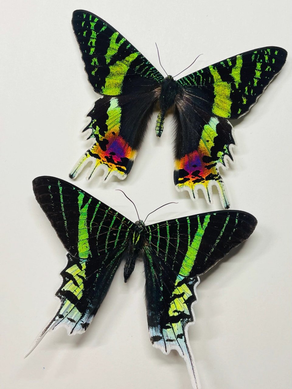 太阳蛾 马达加斯加金燕蛾 你是我的98 8415中文正名:马达加斯加