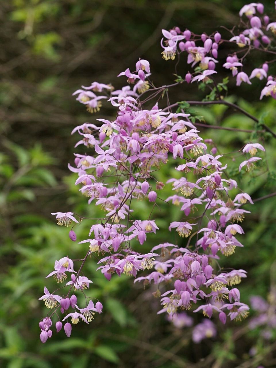 川西植物54 - 偏翅唐松草 偏翅唐松草 thalictrum delavayi 毛茛科唐