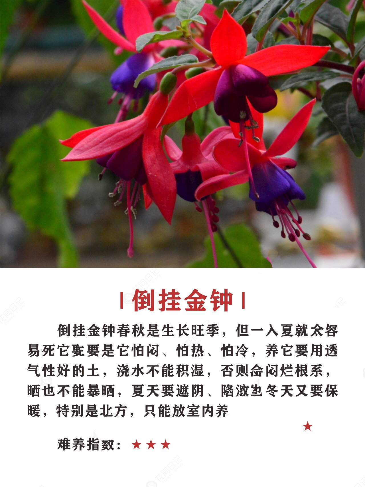 十大最难养的花,你都养过哪些?