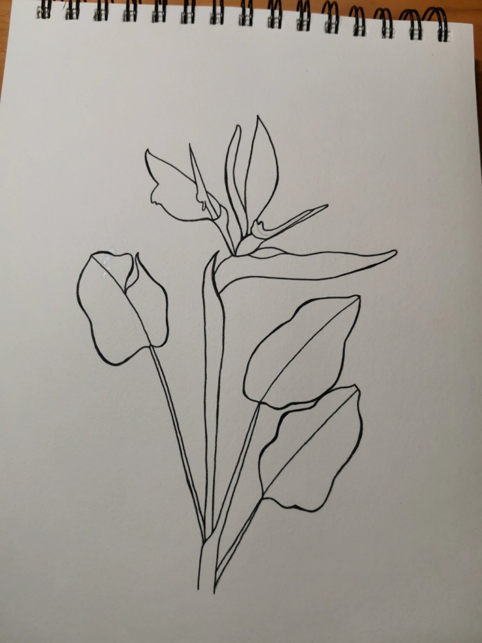 学画画127～鹤望兰(附步骤) 临摹《一笔一世界》 鹤望兰又名天堂鸟