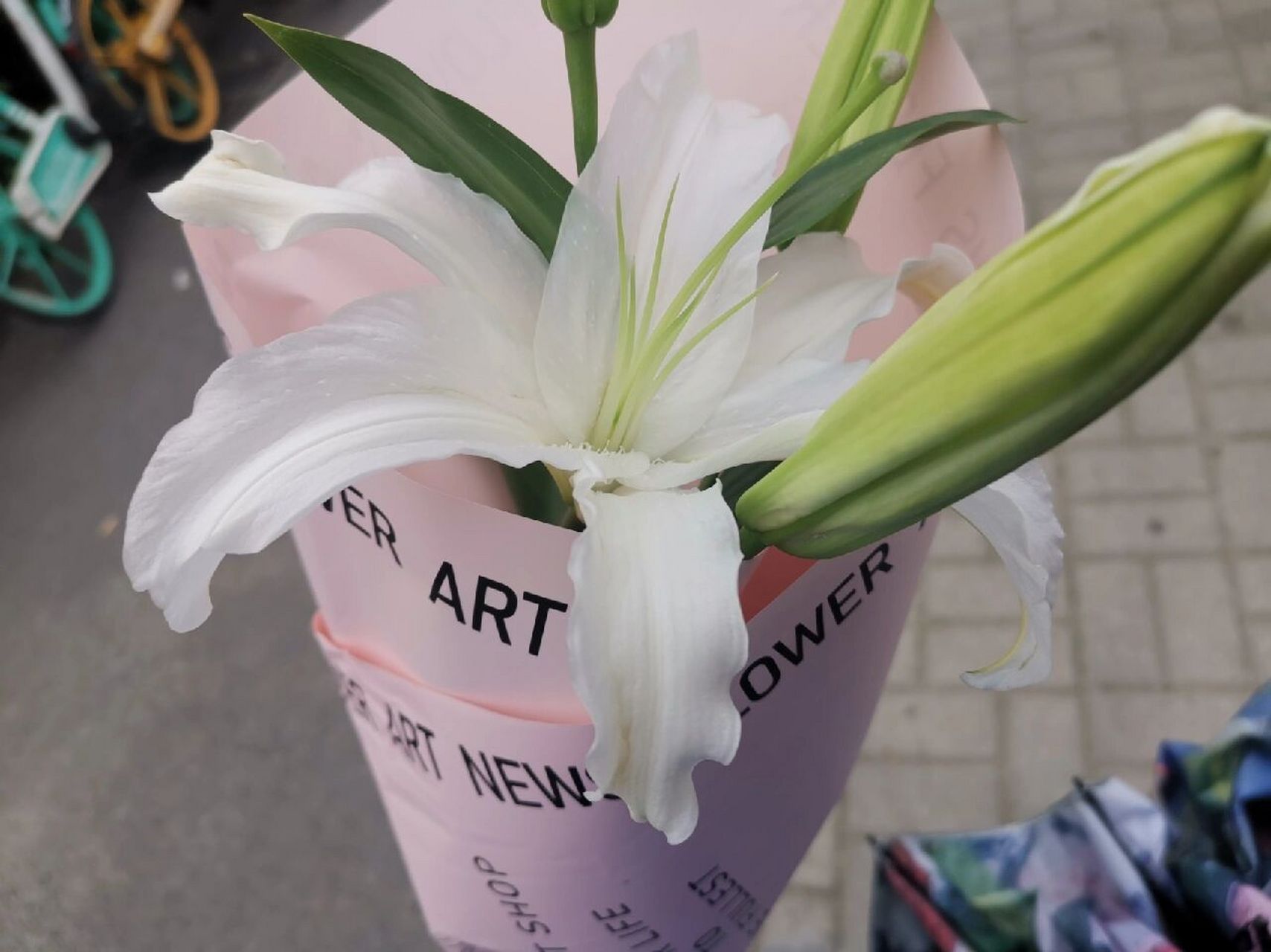 浪子的真情——塞西莉亚花的花语 好贵……可是那是塞西莉亚