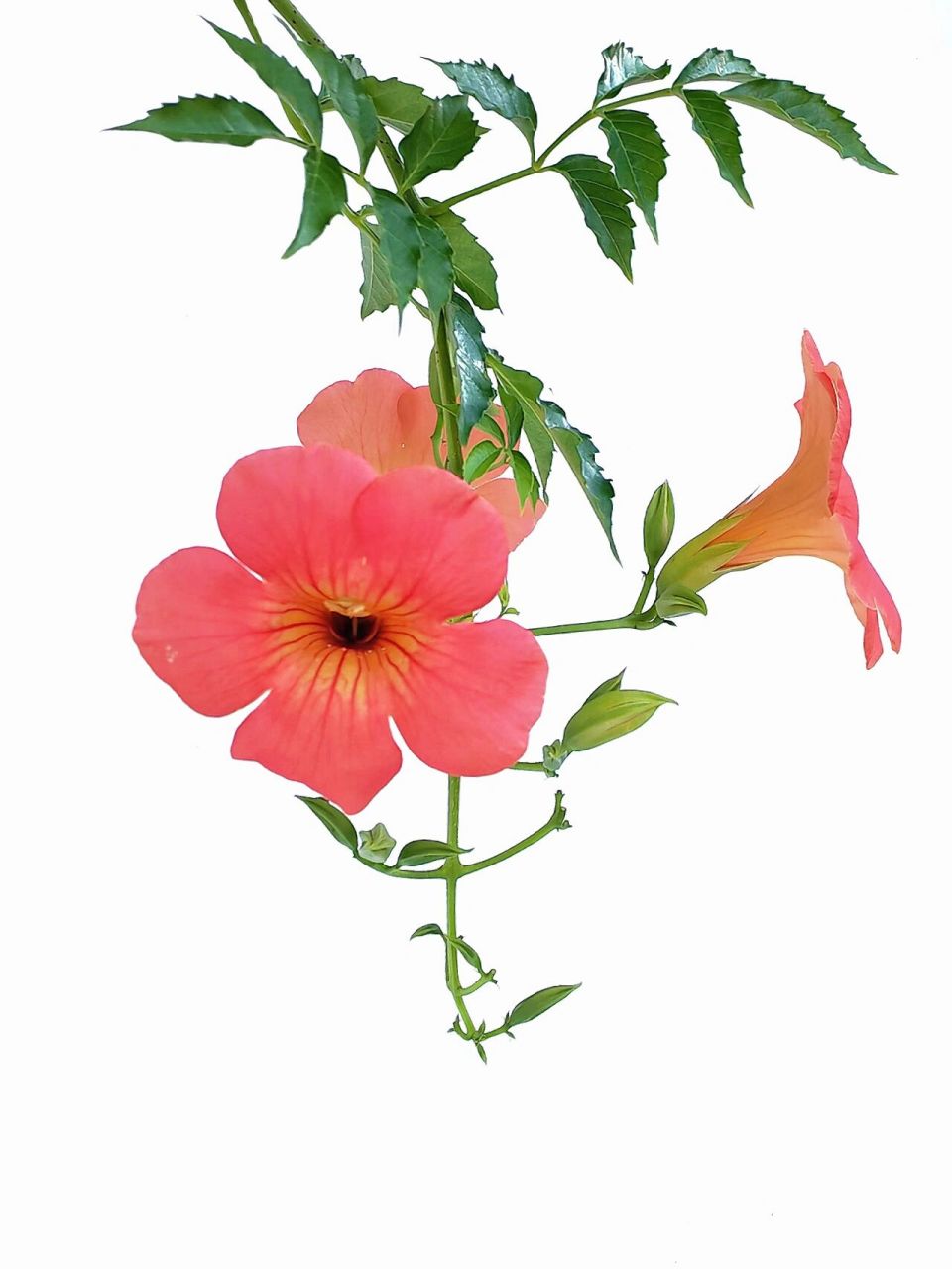 绘画素材1000更——凌霄花