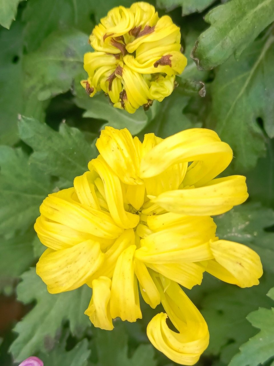 黄色龙爪菊 龙爪菊有消炎止痛, 清热解毒的功效.