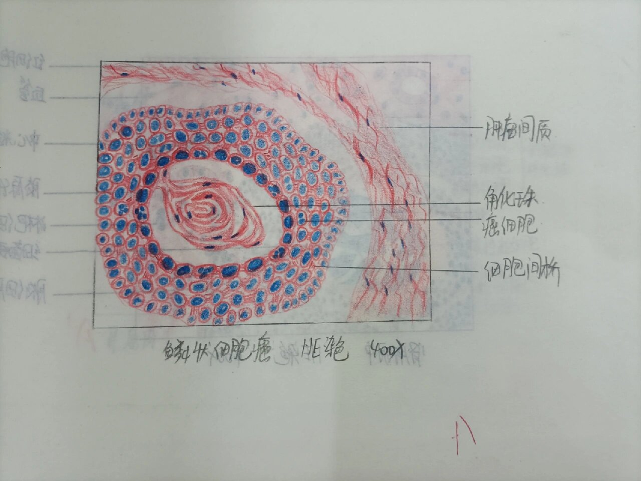 病理切片绘图图片