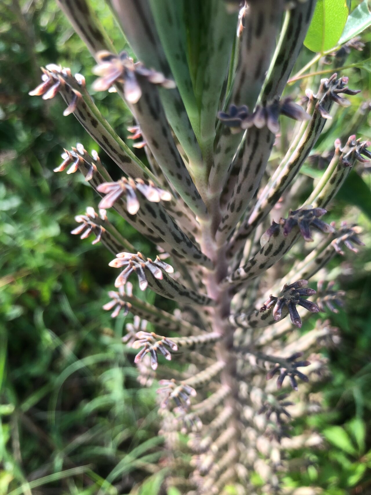 每日一花 | 棒叶落地生根 01 植物百科 中文名:02棒叶落地生根 拉丁
