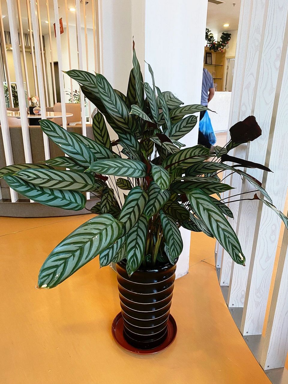 9099飞羽竹芋属于小型的观叶型植物,由于叶片形状长的像羽毛