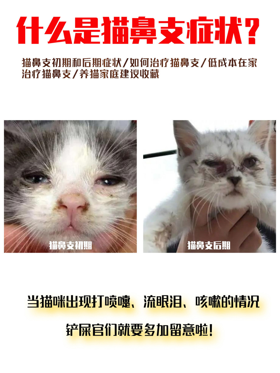 猫鼻支的早期症状图片