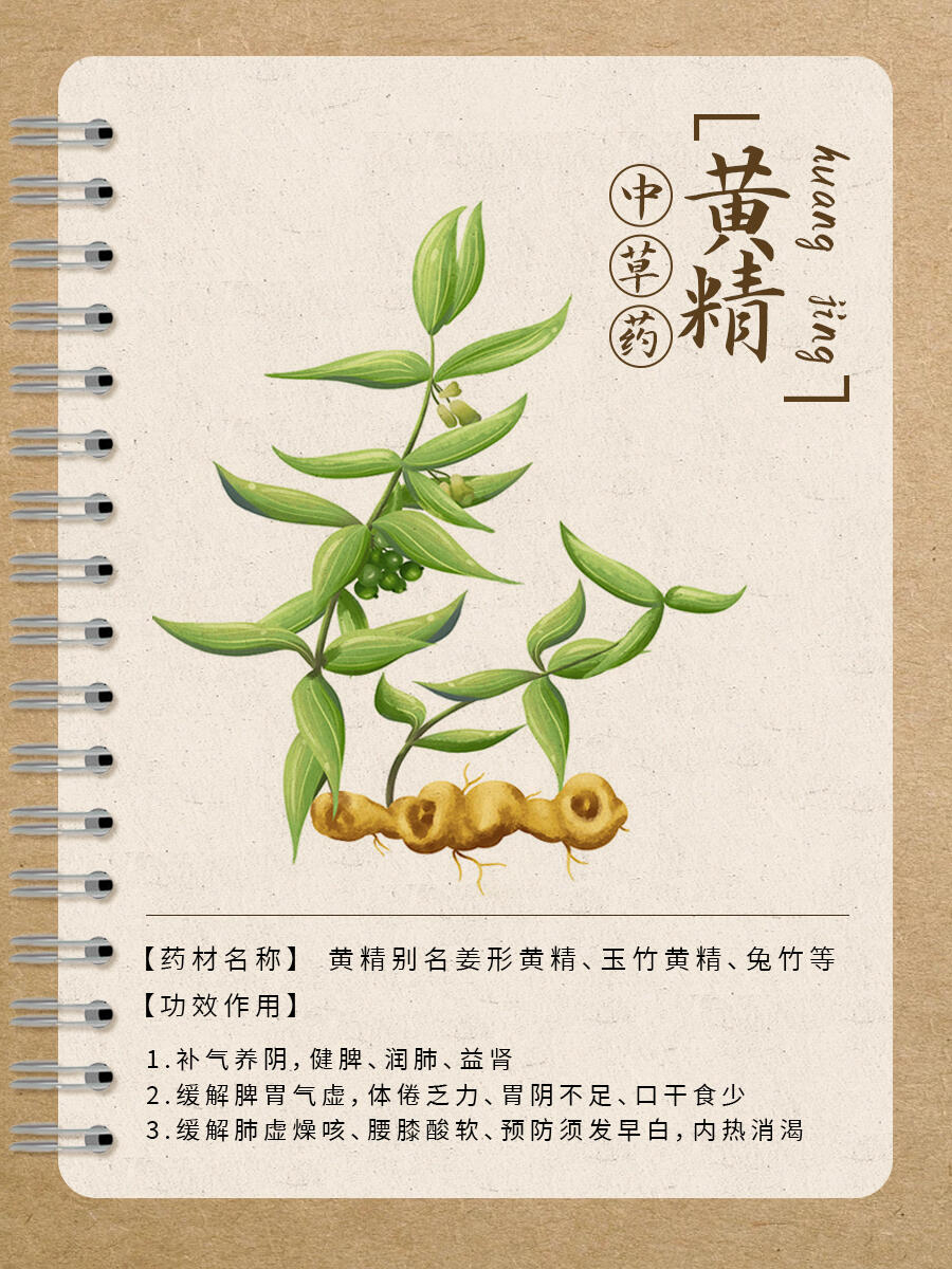 第13期 · 每天认识一味中草药│黄精