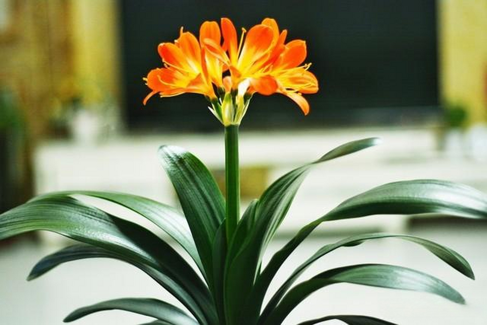 科学揭秘花卉的奥秘 君子兰开花的迷信说法是由于其特殊的花期和花色