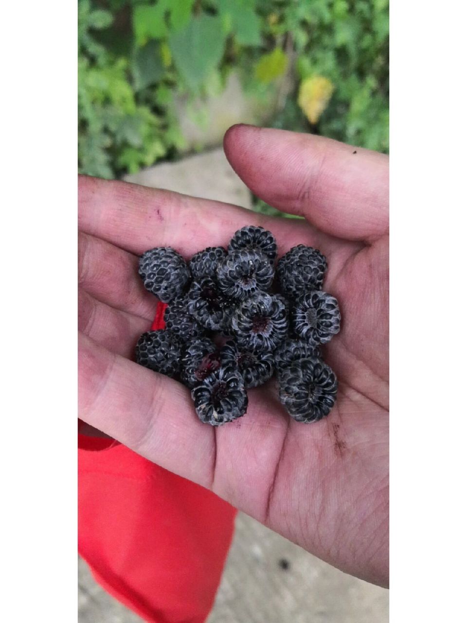 插田泡(乌泡) 学名高丽悬钩子,民间采其根或不定根入药,名倒竹散 民间