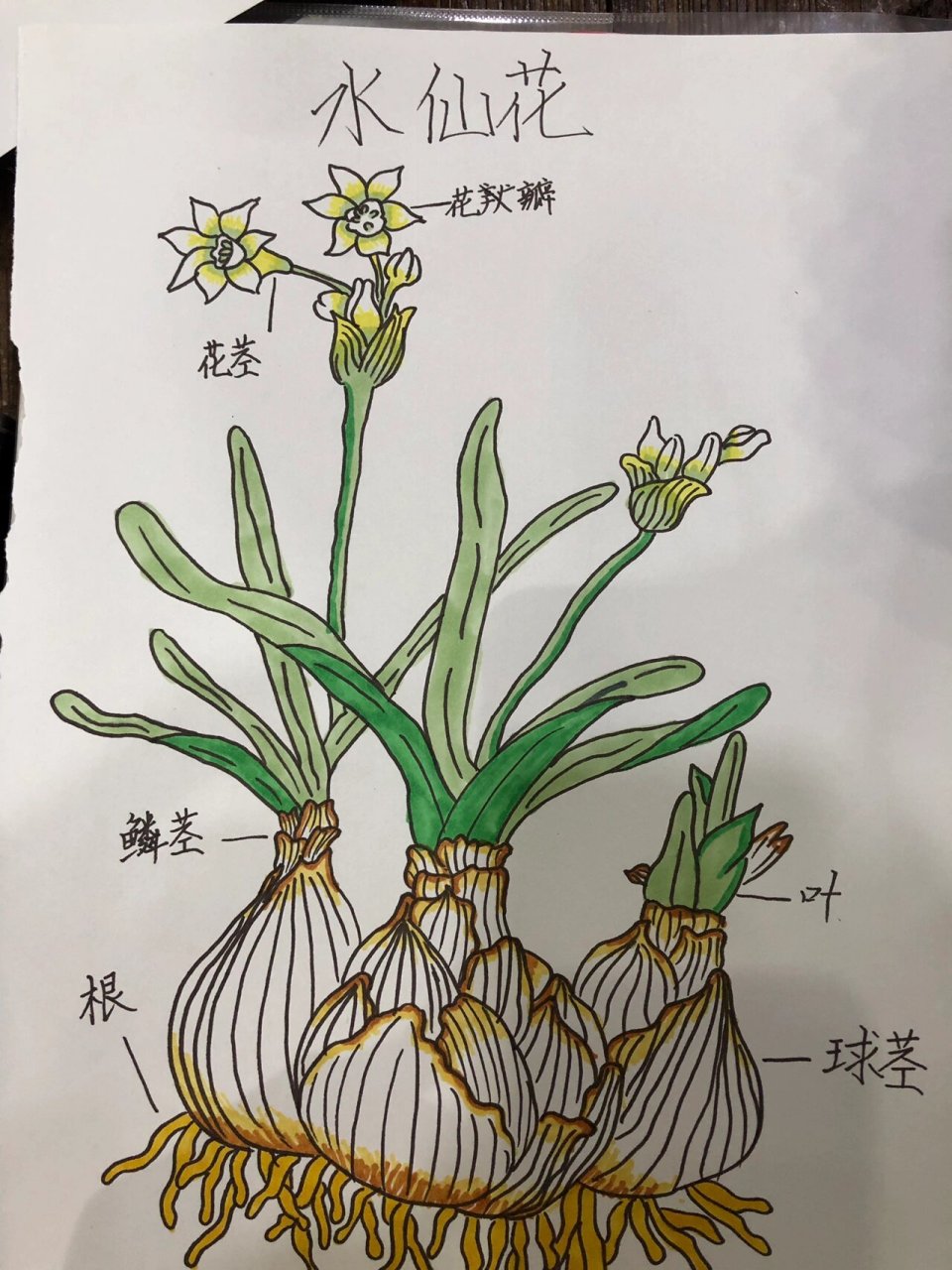 水仙花 根部简笔画图片