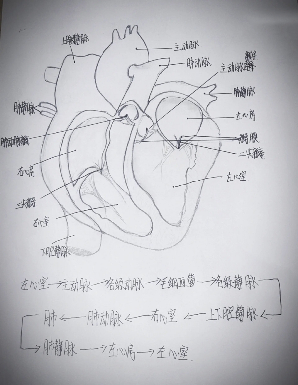 手绘心脏结构图