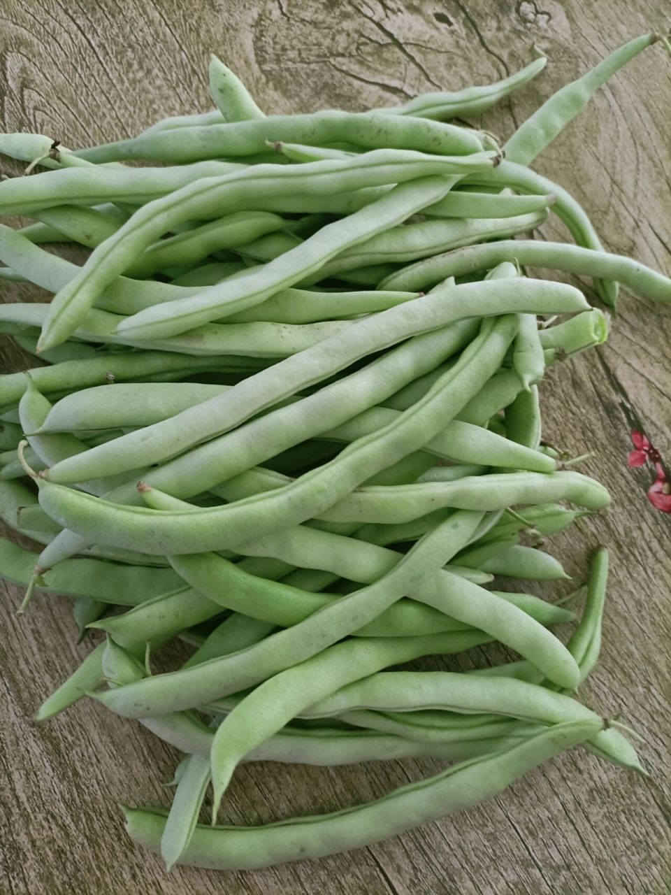 吃无丝豆的季节来了 一直都觉得无丝豆比长豆角好吃,价钱却比长豆角