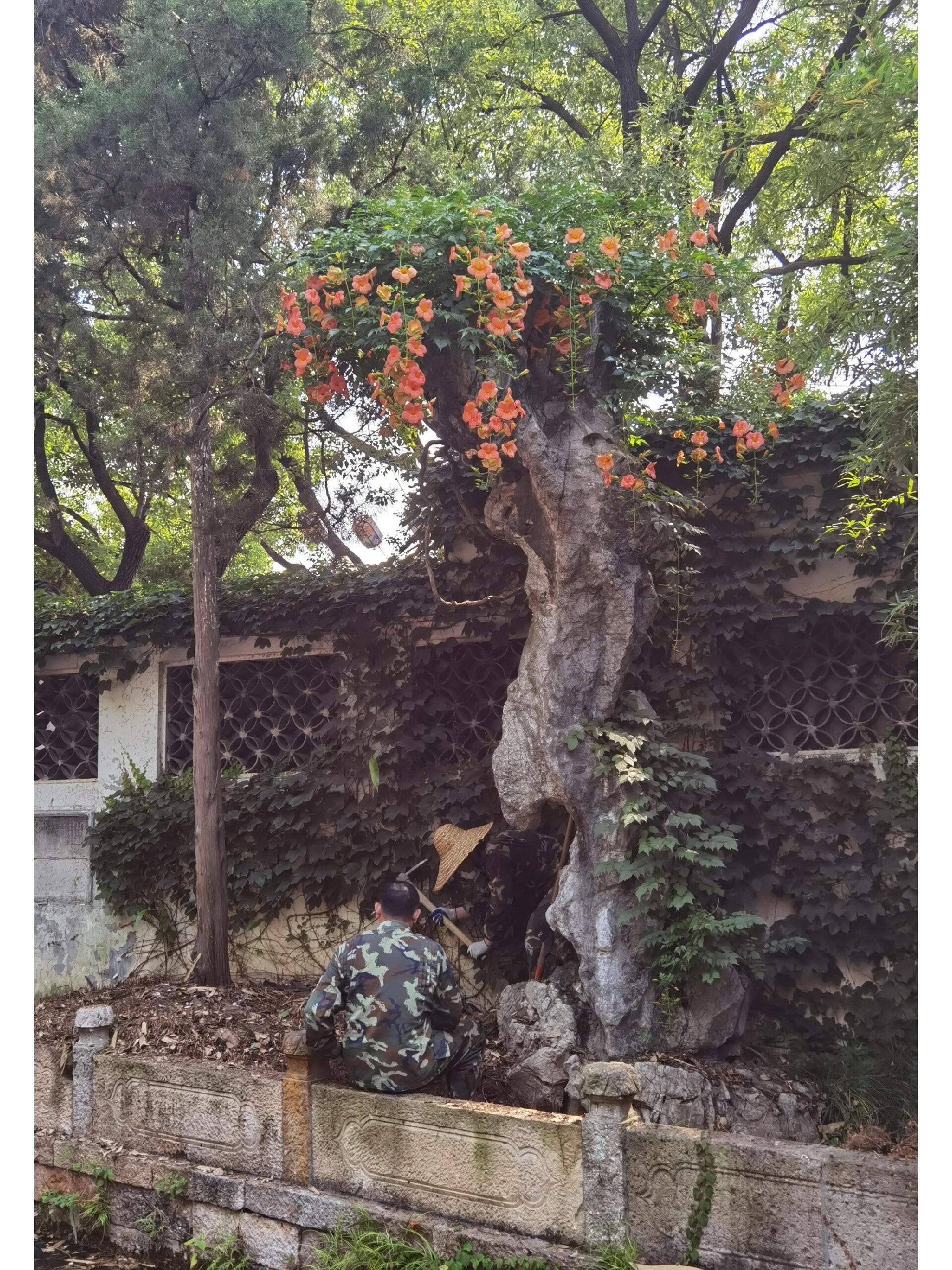 寄畅园美人石这里在清理环境