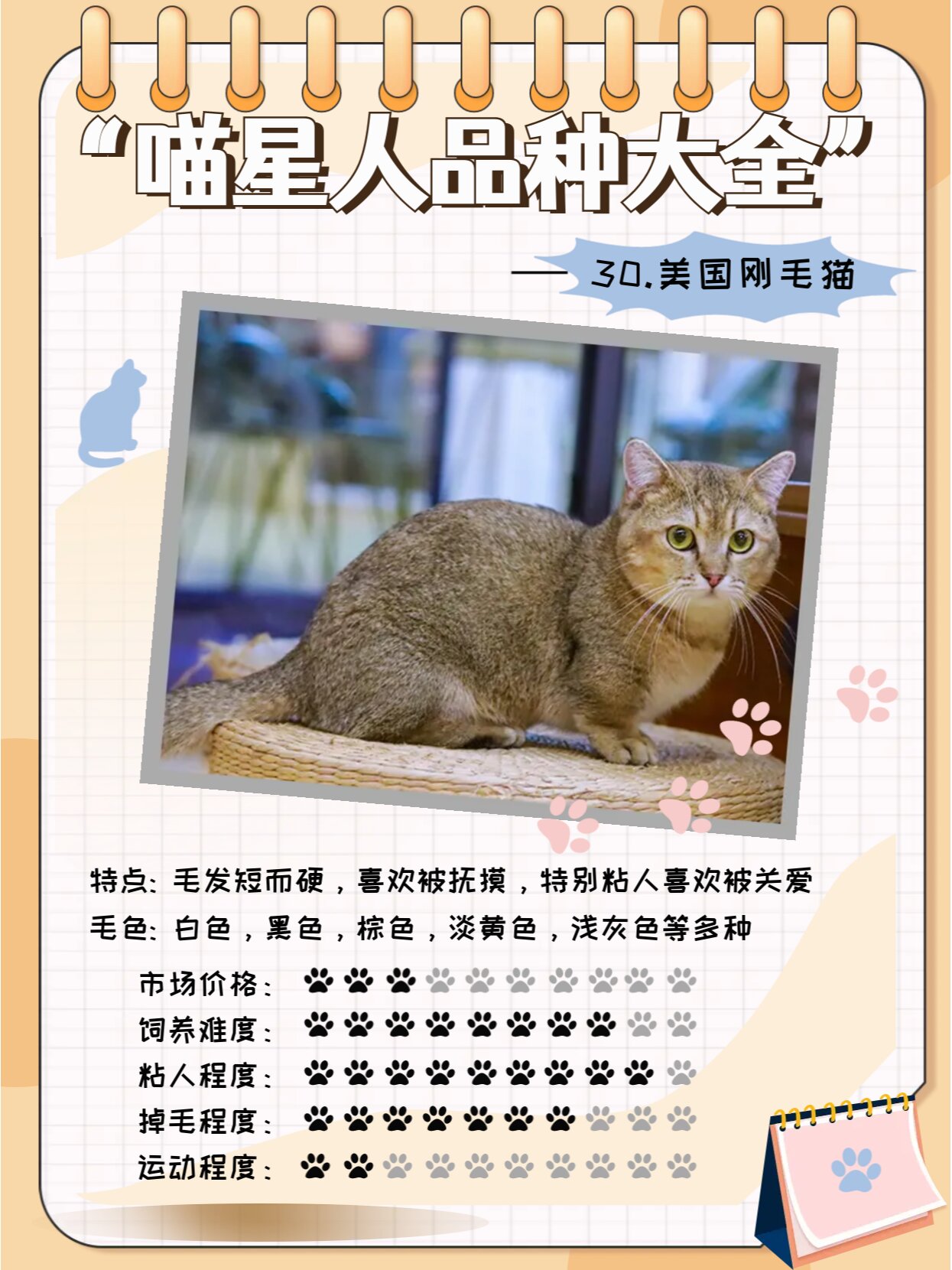 猫猫品种大全41566阿比 欧西 豹猫 孟买