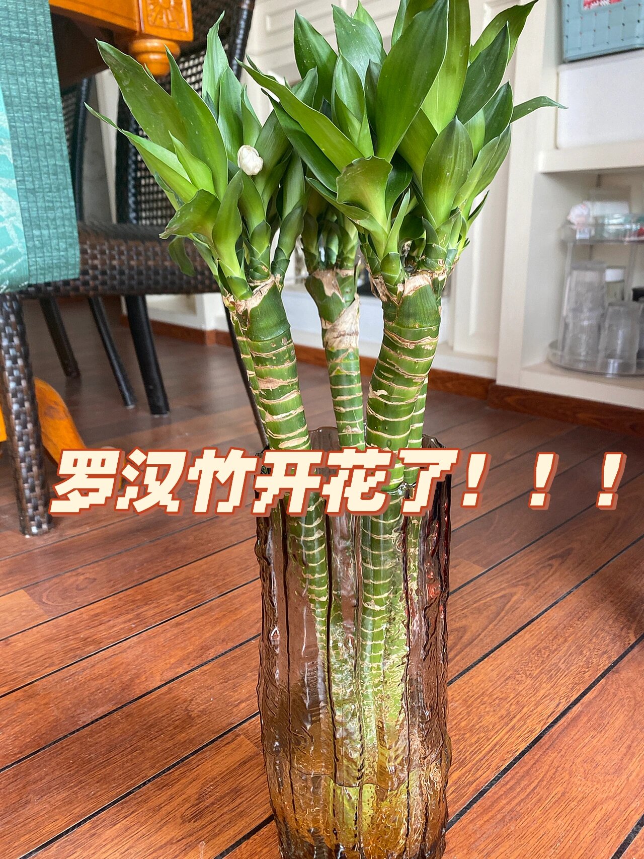 第一次知道罗汉竹还开花