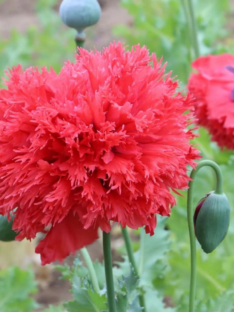 191(永恒的休息) 每日一花 罂粟 可以通称罂粟属的近180种植物,也可以