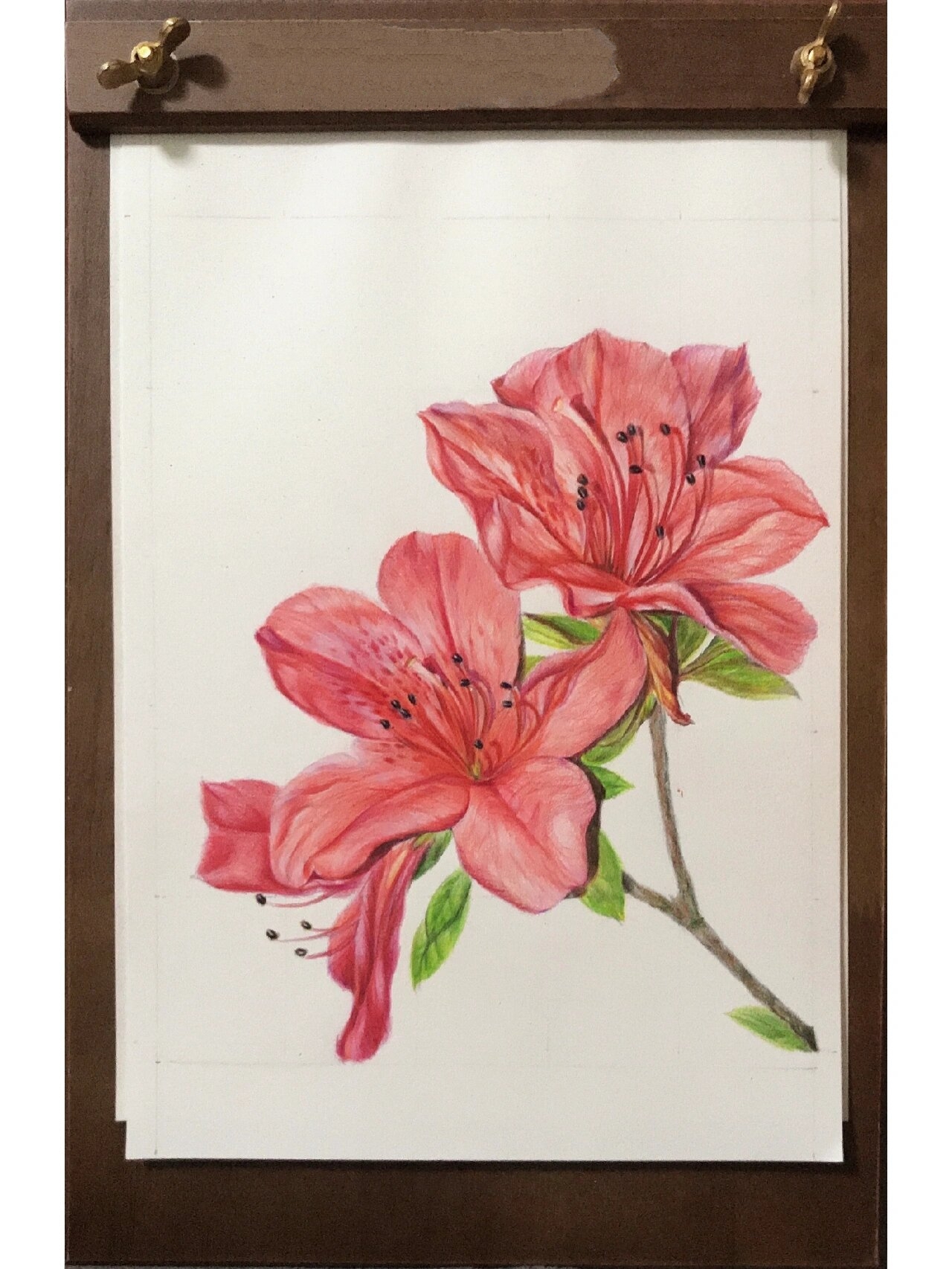 彩铅 鲜花 映山红全流程