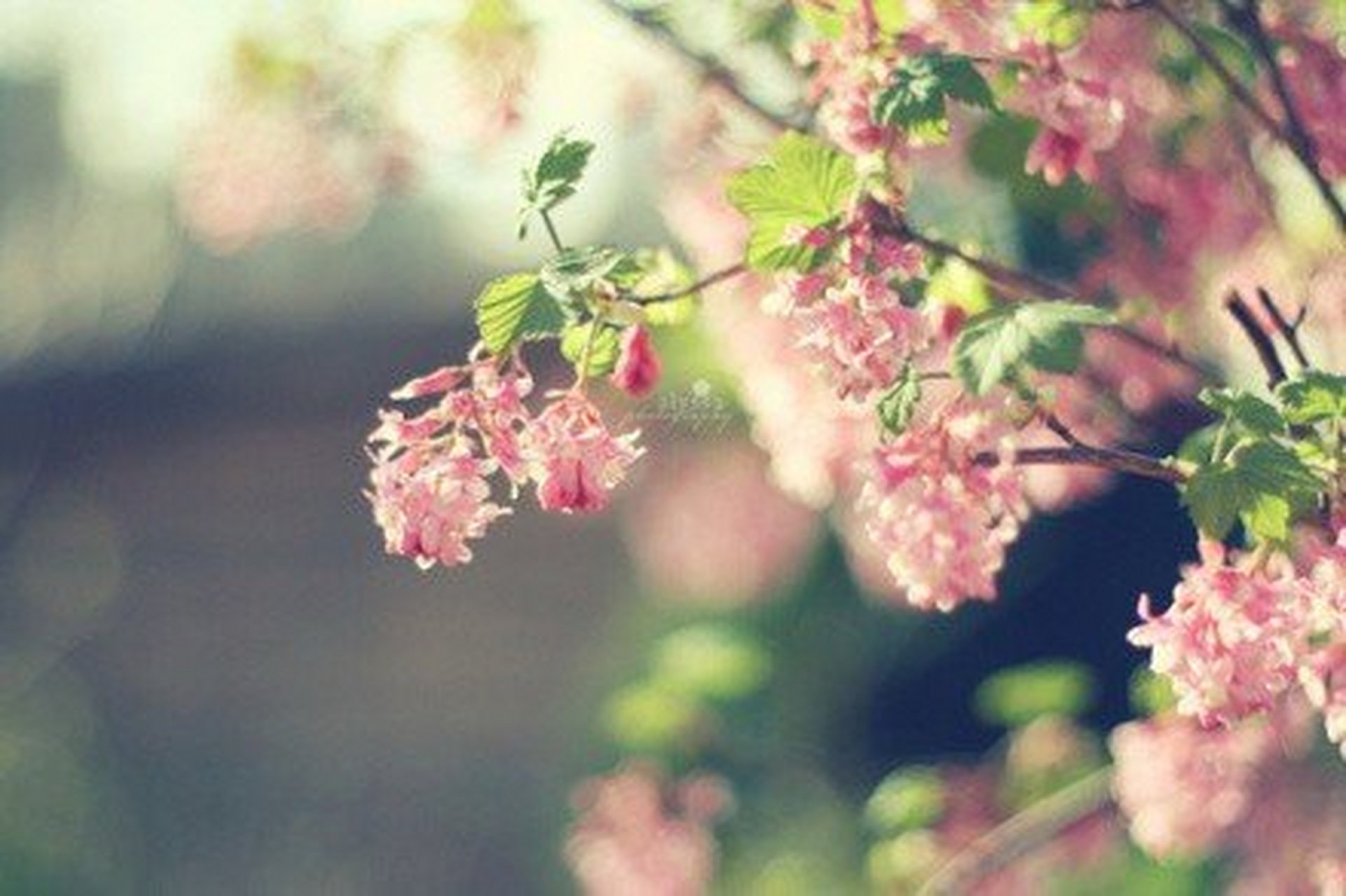 春深花浅笑,秋浓叶忧伤,夜月一帘梦,春风十里情.