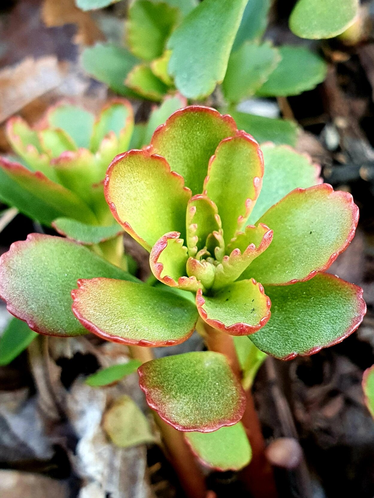景天三七 这么冷的天小苗也长得好好的,太耐寒抗冻了 图2的叶子好像