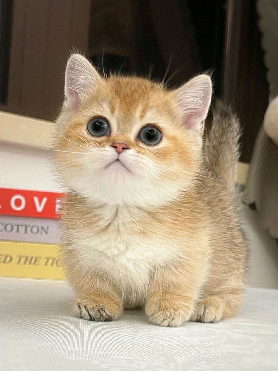 圆头圆脑的金渐层矮脚猫 宣判可爱无期 呆萌可爱 曼基康矮脚猫 是个