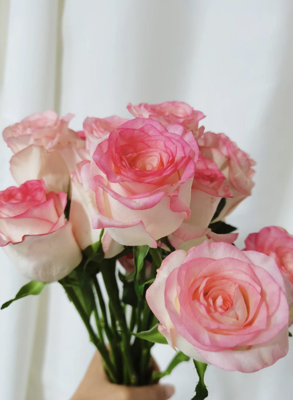 每天带你认识一种花 21 | 爱莎玫瑰 今日识花94艾莎玫瑰94 	 94