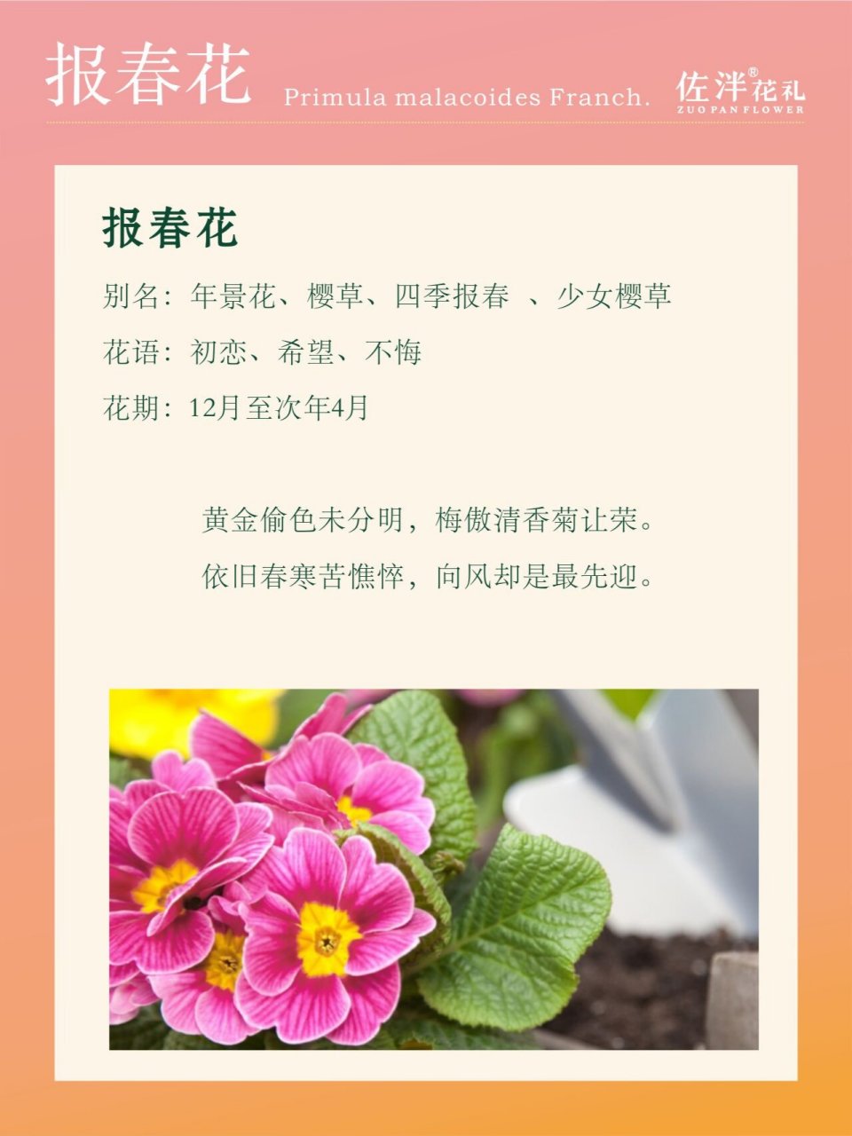 报春花简介图片