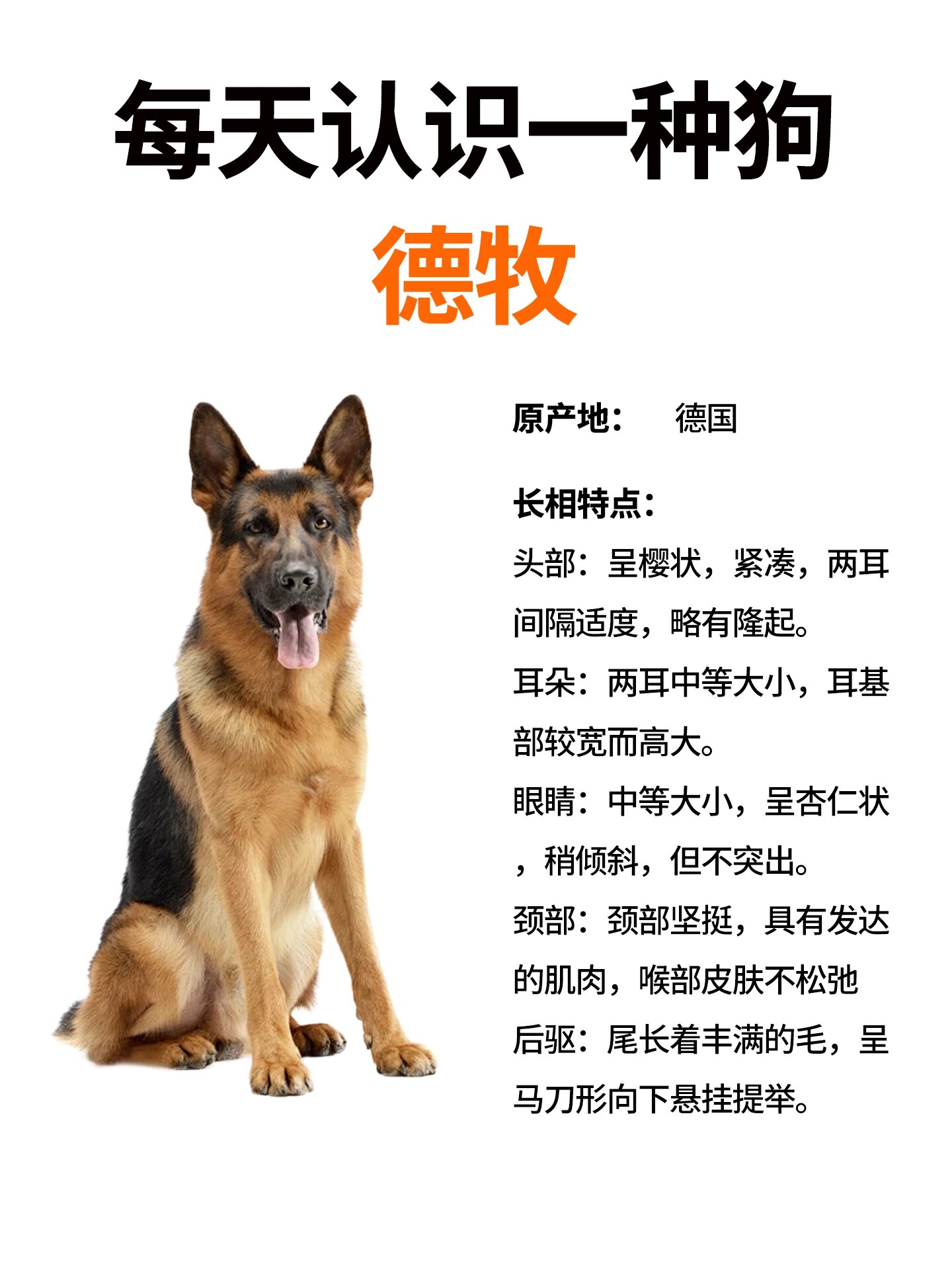 挑战每天认识一只狗狗~德牧 7515起源 德国牧羊犬又名德国狼犬