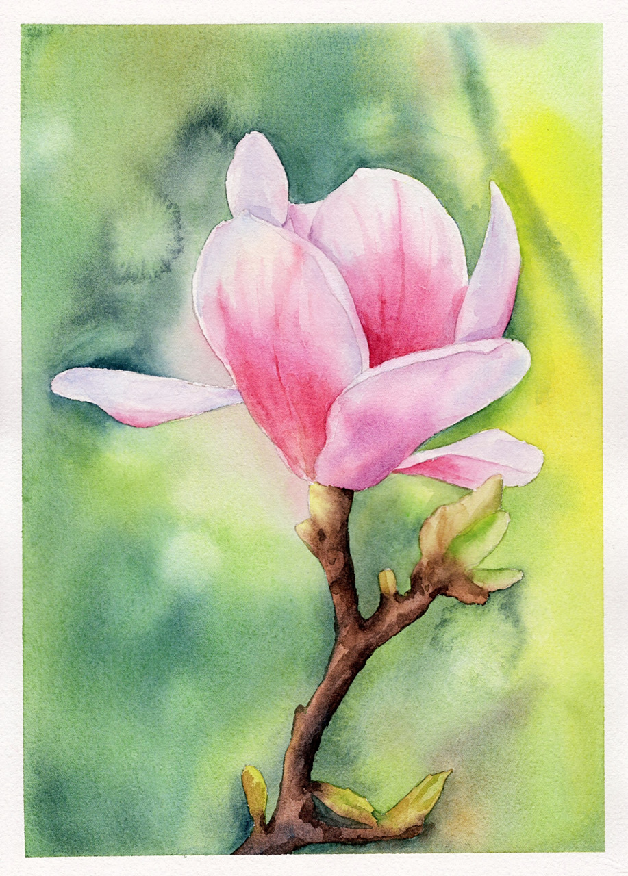 水彩:玉兰花 玉兰花相对于其他花卉还是比较简单的 今年尝试画画背景