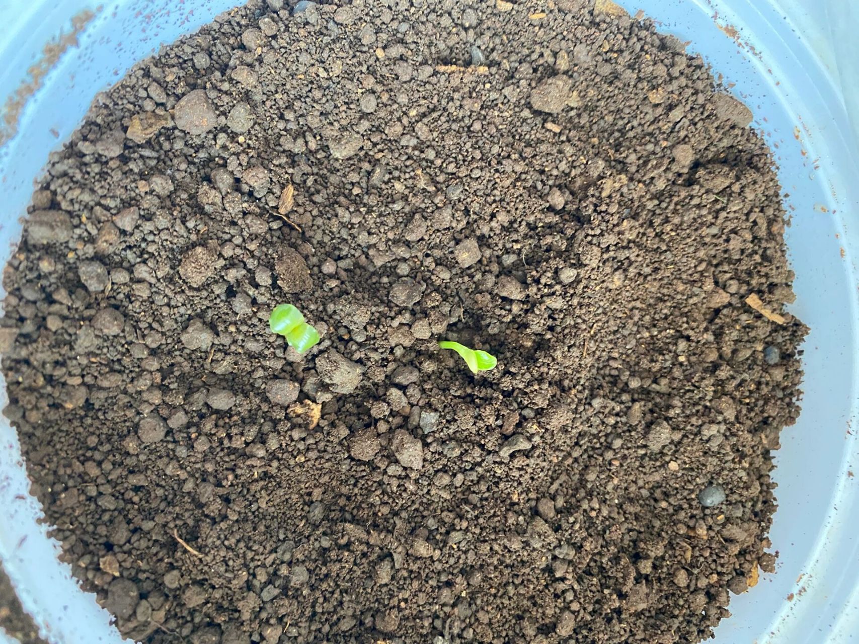 我的凤仙花种植日记(纸巾催芽)day13 纸巾催芽成功的9粒种子,全部发芽