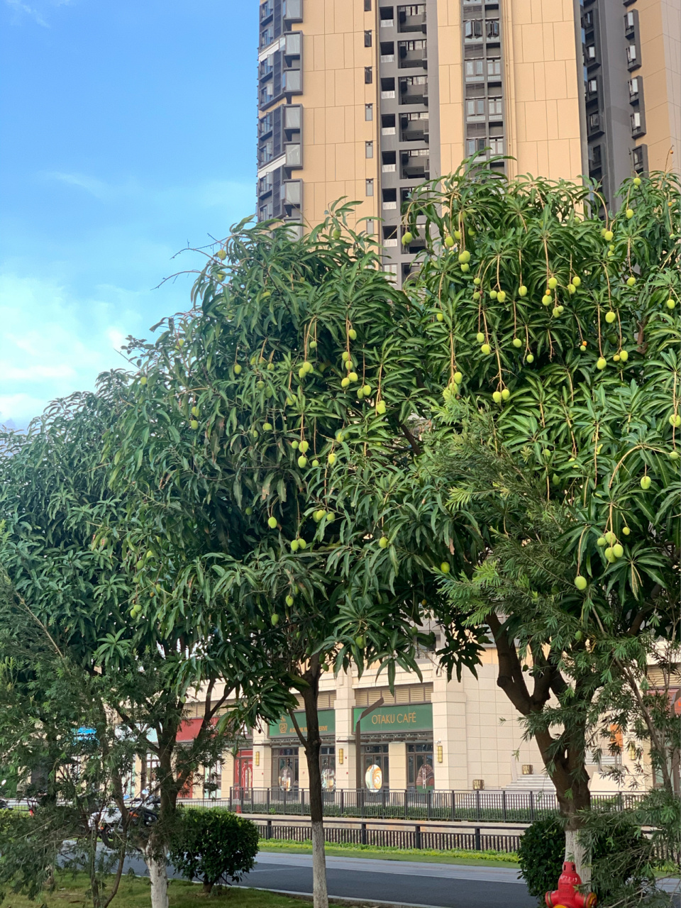 广州南沙03芒果树当绿化99听说9315吃 拿芒果当街边绿化,条条