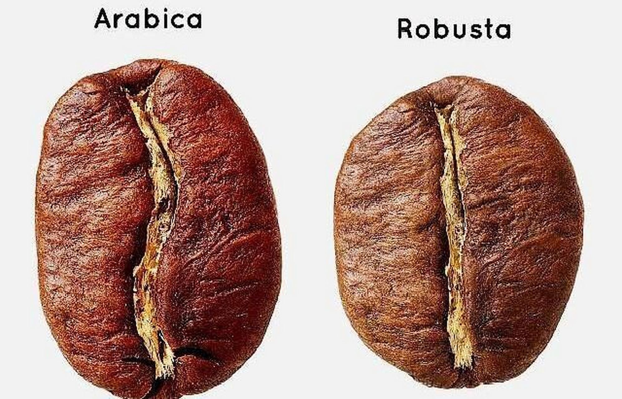 罗布斯塔咖啡豆产地图片