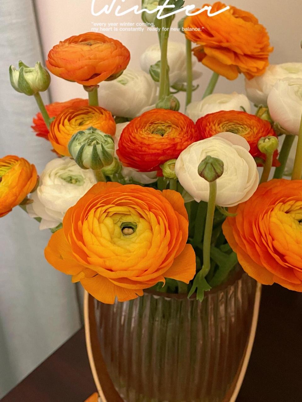 洋牡丹 新手养护指南 周二在单位楼下买了两束洋牡丹,由于办公室没有