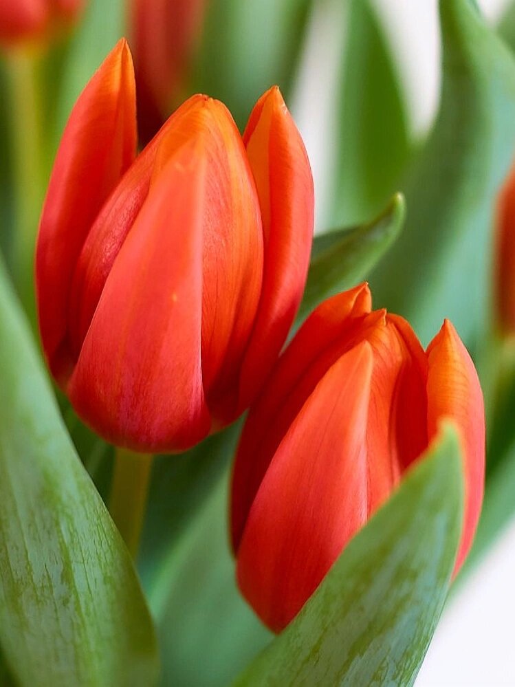 木植百科#郁金香# 7915我是谁?