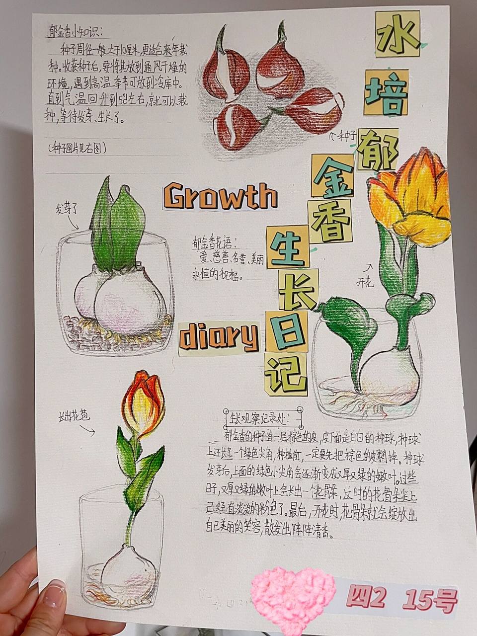 水培郁金香小报 就这么点才艺被娃儿们用上了