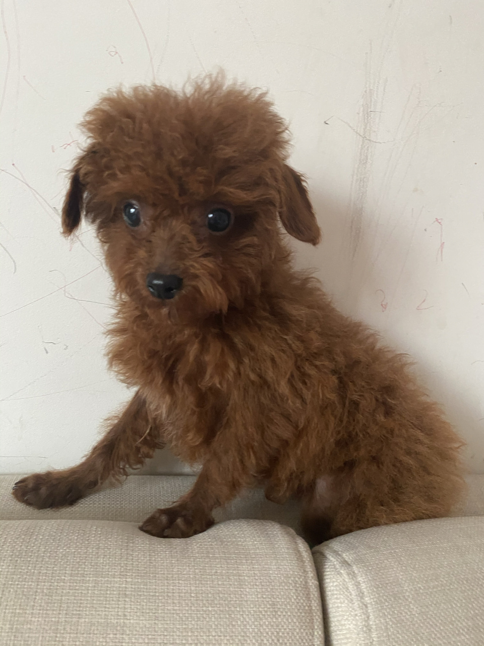 四个月的小泰迪为什么腿上和耳朵上毛都特别 四个月的小泰迪为什么腿