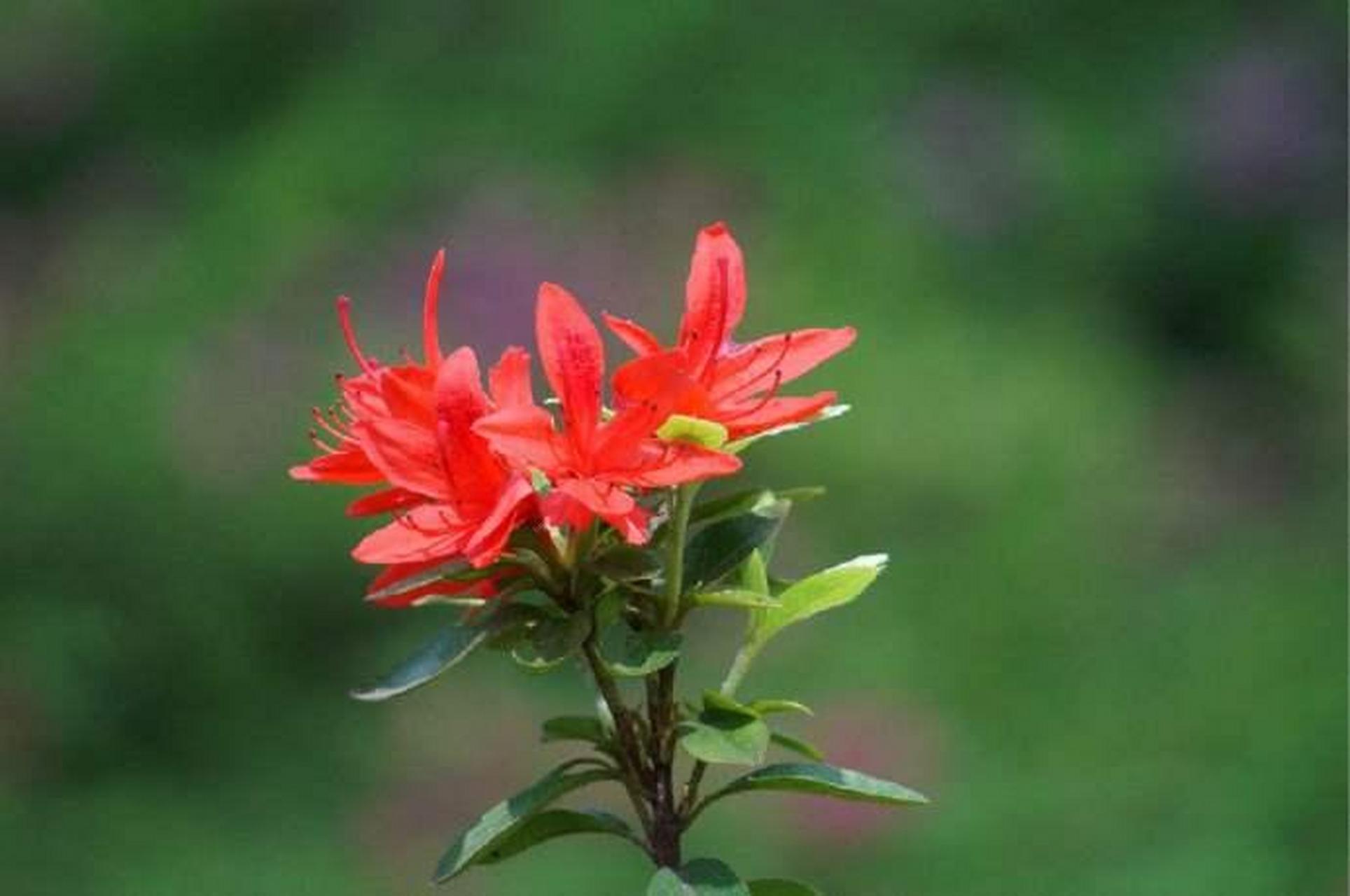 《宣城见杜鹃花》 李白 〔唐代〕 蜀国曾闻子规鸟,宣城还见杜鹃花