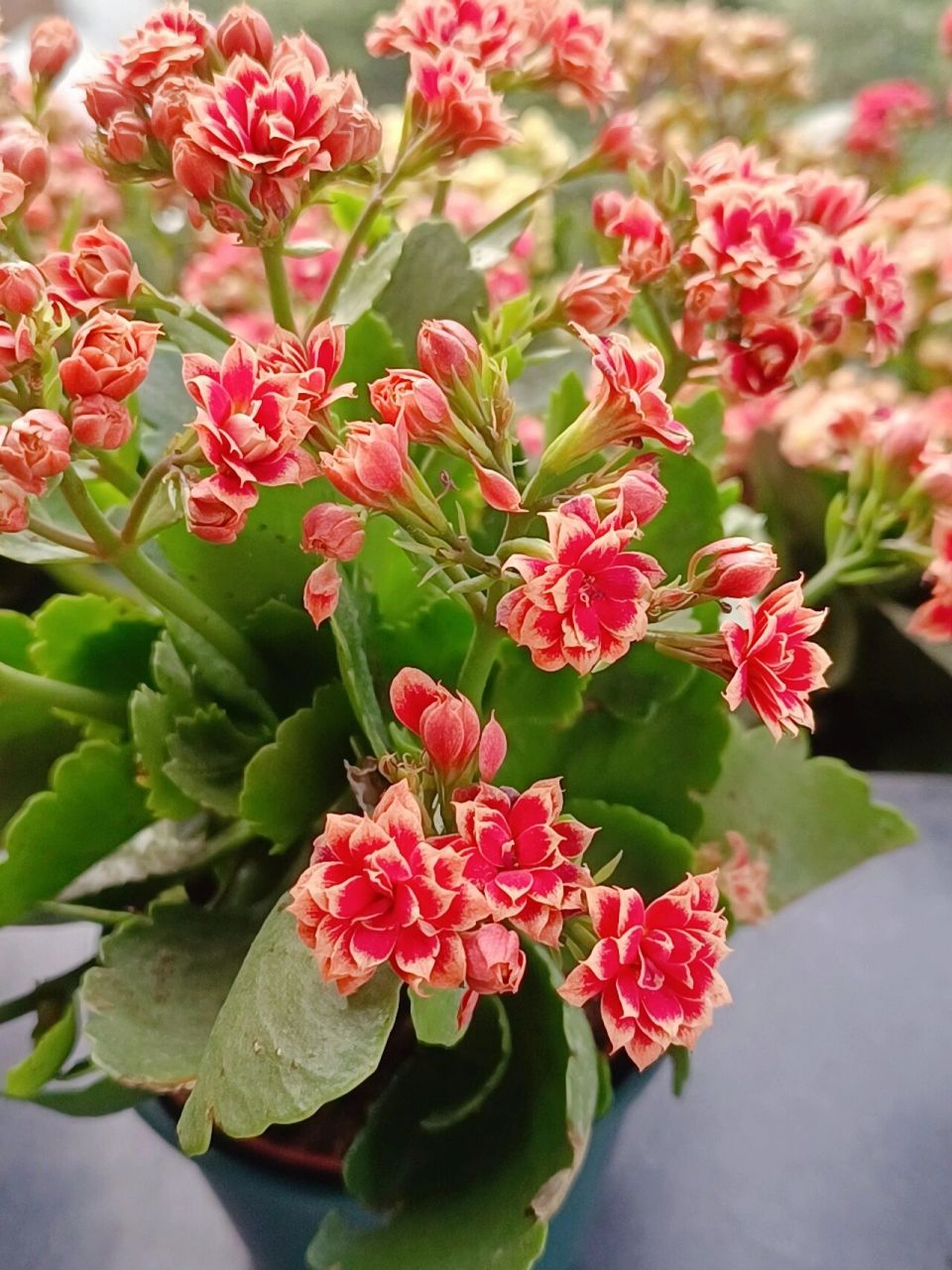 长寿花——热情 颜色比照片偏暗一点,有点复古的风格.