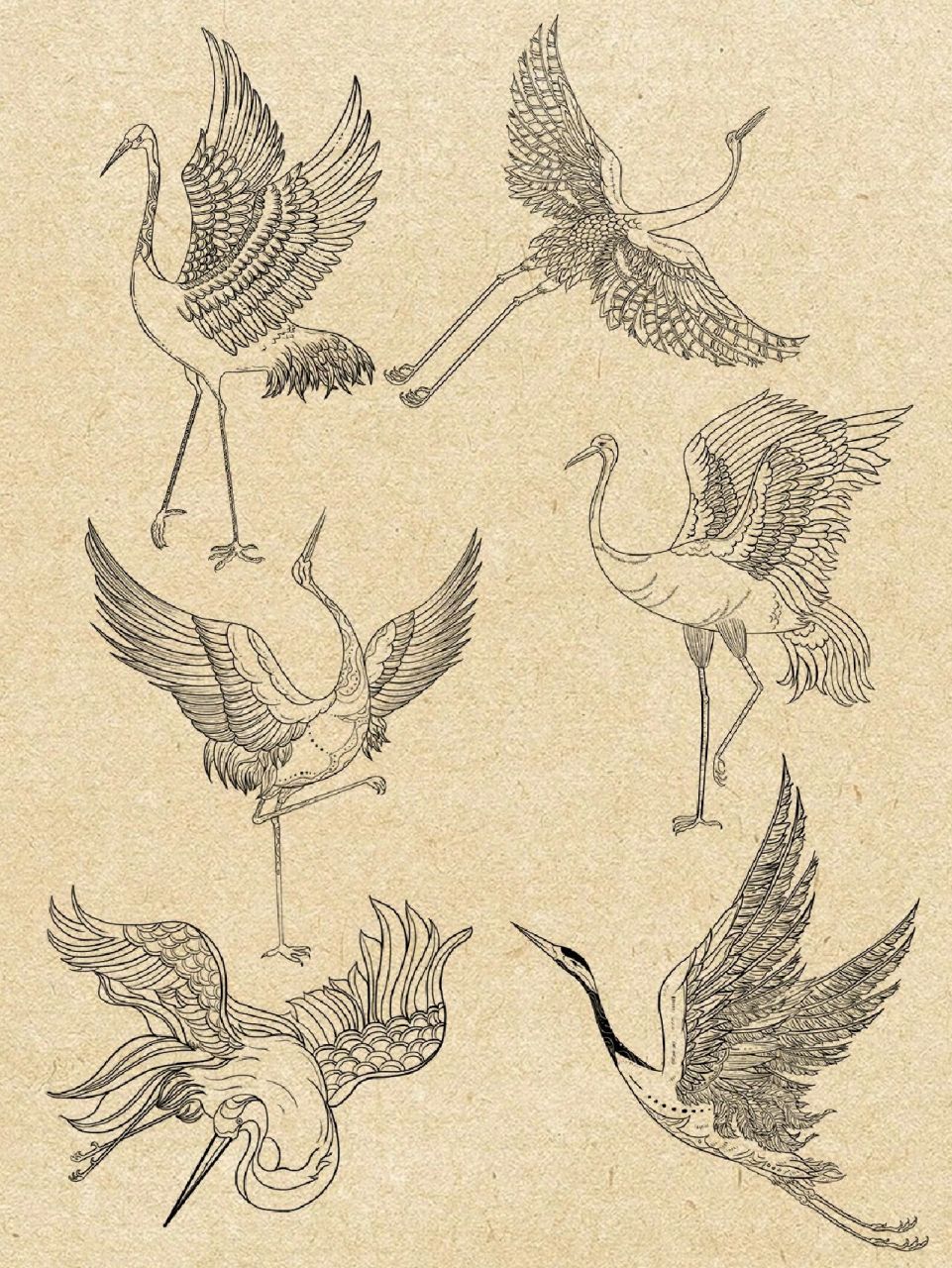 动物线稿六种姿势 这次第五期团练学员画的六种不同姿势的仙鹤线稿