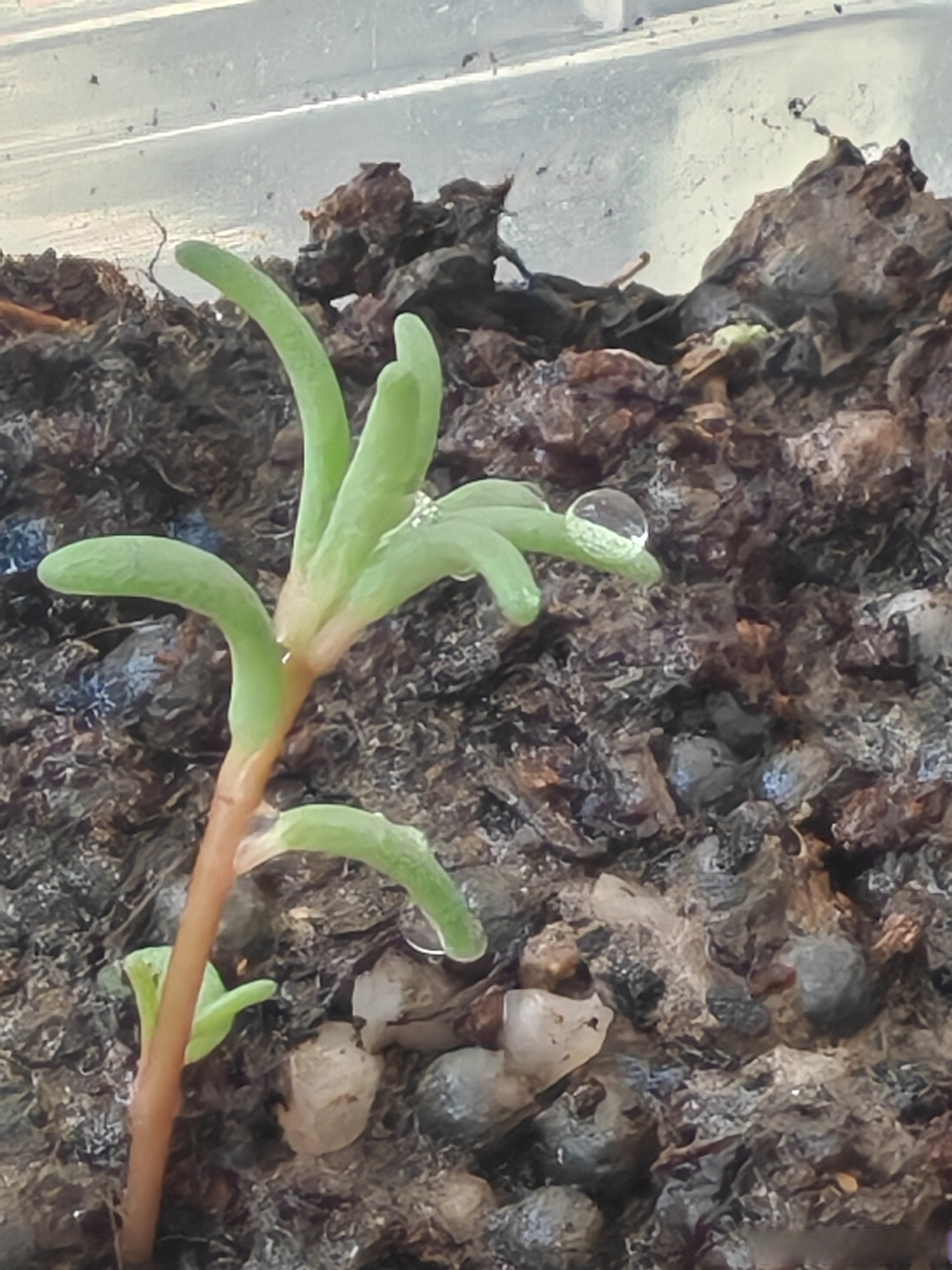 小小何凌晨一点多了来跟我聊天