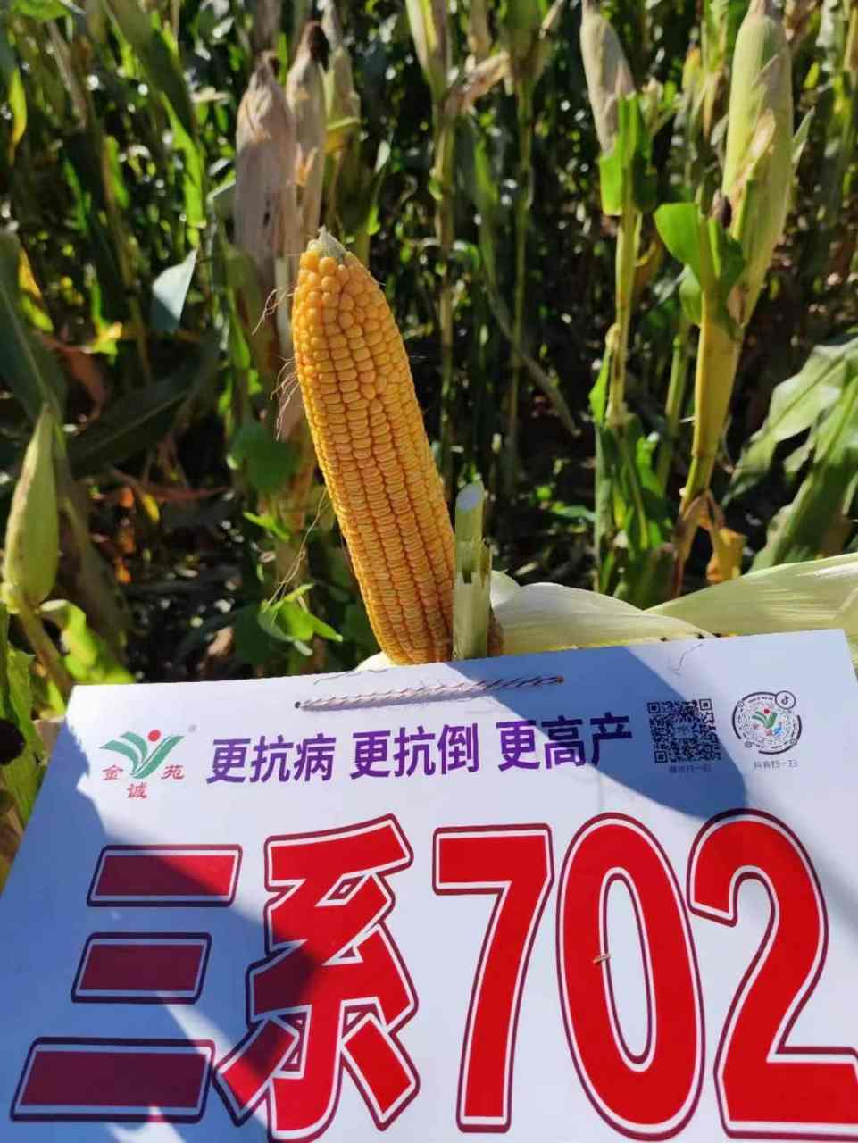 伟科702玉米种三系好图片