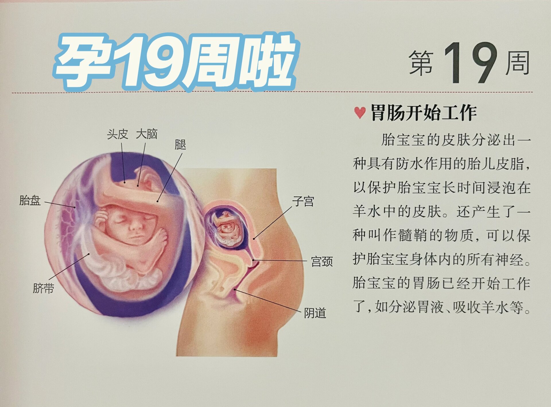 胎儿19周发育情况图片图片