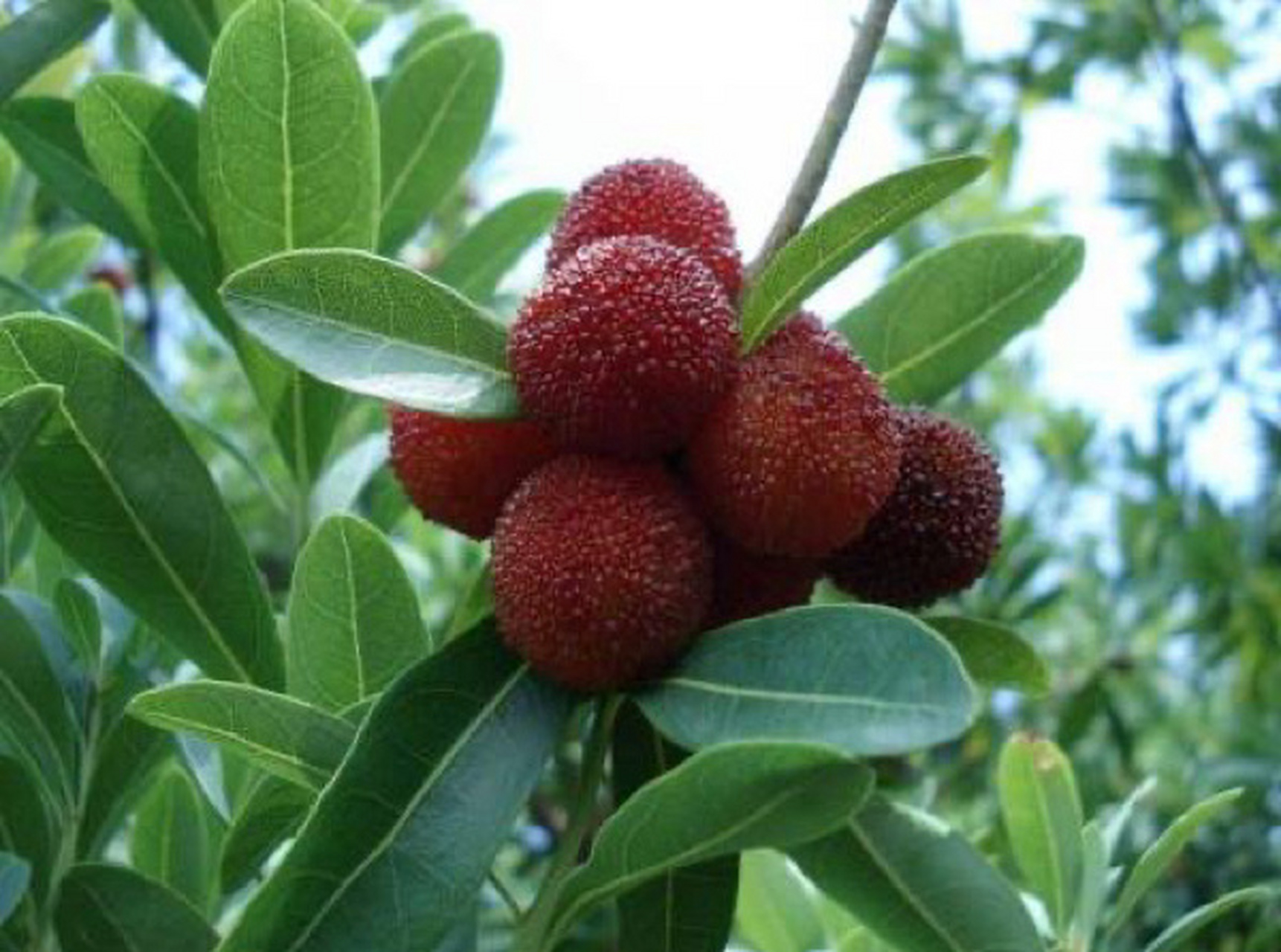 5月昆明周边杨梅采摘攻略!