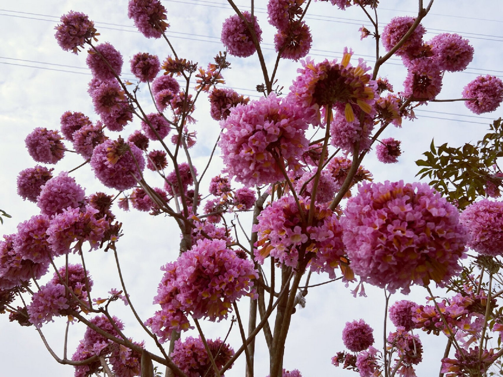 多花紫花风铃木也太美了吧