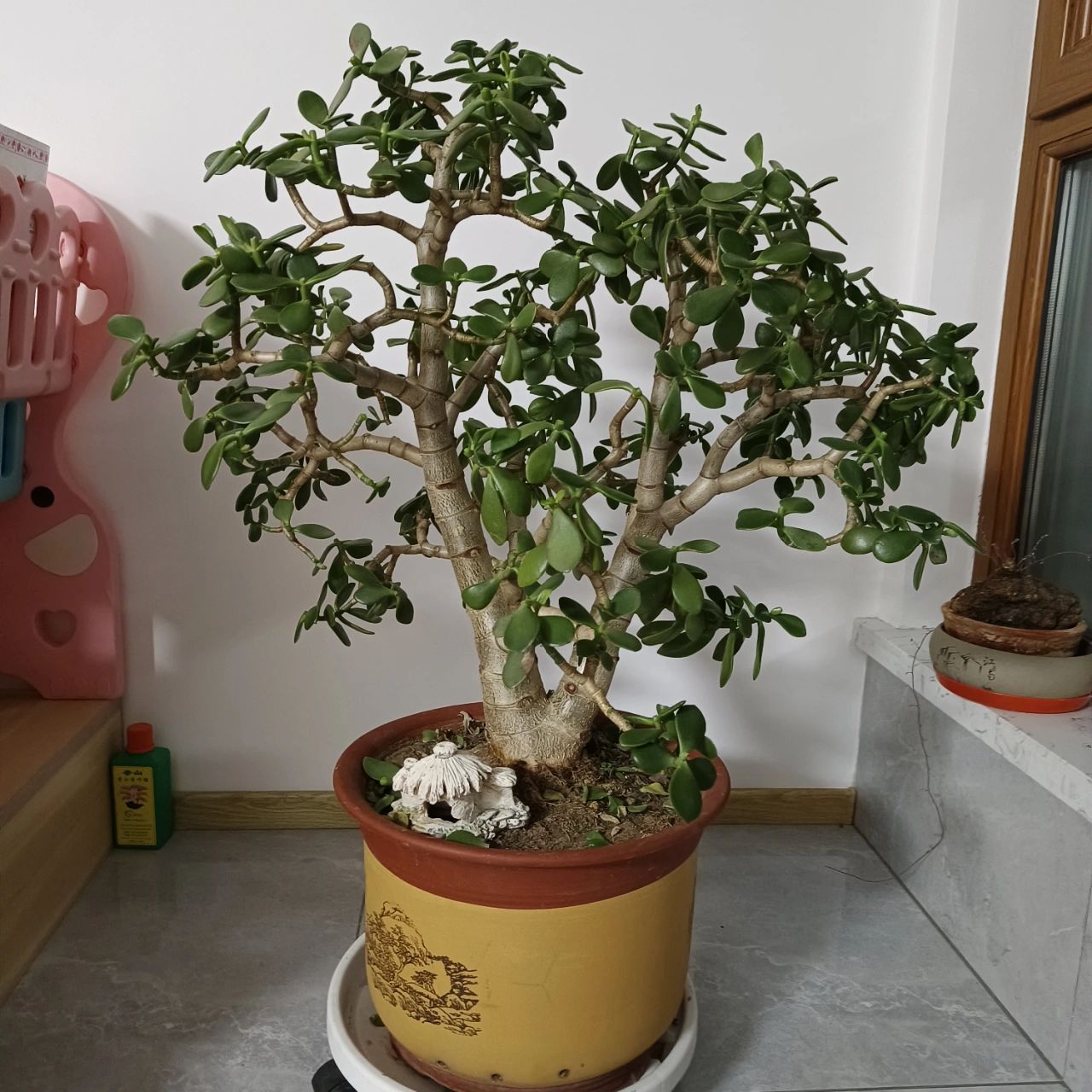 燕子掌 修剪一下 感觉剪完更苍劲有力了 一下子就清爽了