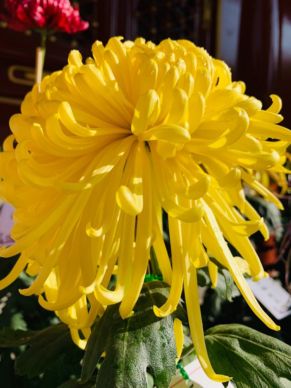 故宫菊花展!各种种类的菊花,每一株都有一个大方儒雅的名字!