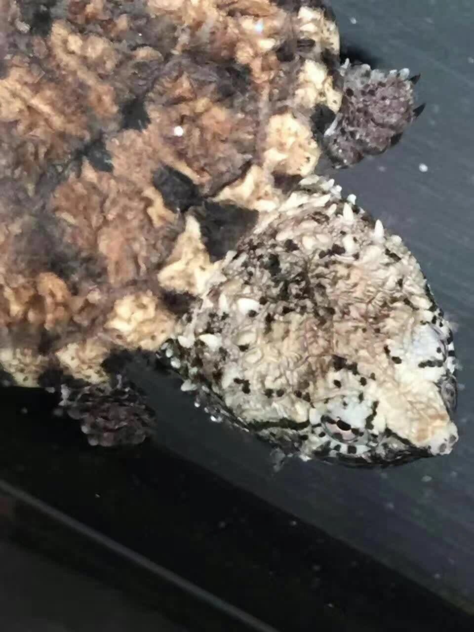 鳄龟的饲养过程中稍不注意就会出现腐皮的症状,这对于鳄龟来说是致命